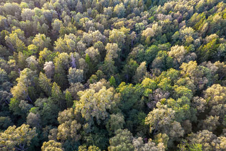 Directly above aerial drone full frame shot of green emerald pine forests and yellow foliage groves with beautiful texture of treetops. Beautiful fall season scenery. Mountains in autumn colorsの写真素材