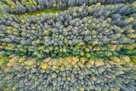 Directly above aerial drone full frame shot of green emerald pine forests and yellow foliage groves with beautiful texture of treetops. Beautiful fall season scenery. Mountains in autumn colorsの写真素材