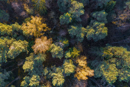 Directly above aerial drone full frame shot of green emerald pine forests and yellow foliage groves...
