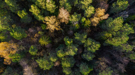Directly above aerial drone full frame shot of green emerald pine forests and yellow foliage groves...