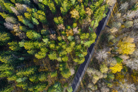 Aerial view from drone of concrete road leading through autumn dense forests and groves in yellow green colors. Trees in golden time and empty highway in fall season. Roadway among colorful treetopsの写真素材