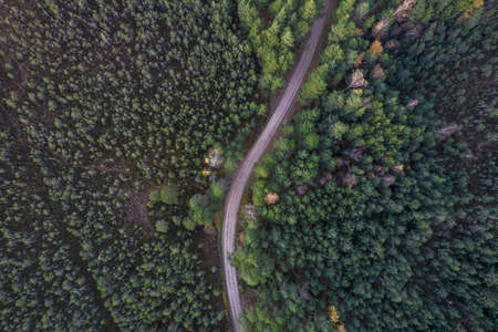 Aerial view from drone of rural road leading through autumn forests and groves in yellow green colors. Dense forest in golden time and empty highway in fall season. Roadway among colorful treetopsの写真素材