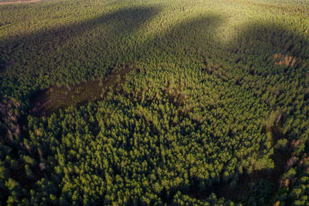 Directly above aerial drone full frame shot of green emerald pine forests and yellow foliage groves...