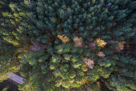 Aerial view from drone of rural road leading through autumn forests and groves in yellow green...