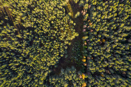 Directly above aerial drone full frame shot of green emerald pine forests and yellow foliage groves with beautiful texture of treetops. Beautiful fall season scenery. Mountains in autumn golden colorsの写真素材