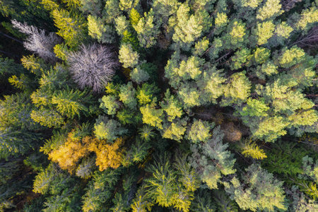 Directly above aerial drone full frame shot of green emerald pine forests and yellow foliage groves with beautiful texture of treetops. Beautiful fall season scenery. Mountains in autumn golden colorsの写真素材