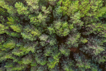 Directly above aerial drone full frame shot of green emerald pine forests and yellow foliage groves...