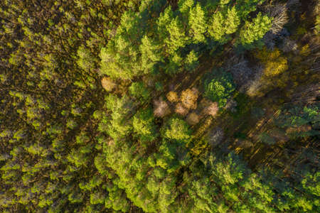 Directly above aerial drone full frame shot of green emerald pine forests and yellow foliage groves...