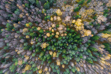 Directly above aerial drone full frame shot of green emerald pine forests and yellow foliage groves...