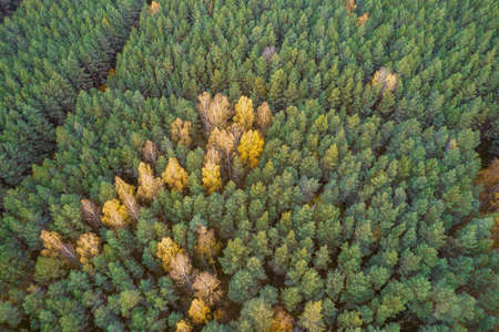Directly above aerial drone full frame shot of green emerald pine forests and yellow foliage groves...