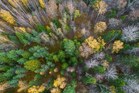 Directly above aerial drone full frame shot of green emerald pine forests and yellow foliage groves...