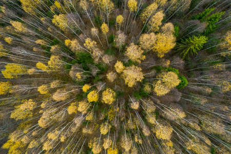 Directly above aerial drone full frame shot of green emerald pine forests and yellow foliage groves with beautiful texture of treetops. Beautiful fall season scenery. Mountains in autumn golden colorsの写真素材