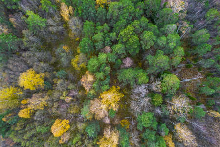 Directly above aerial drone full frame shot of green emerald pine forests and yellow foliage groves...