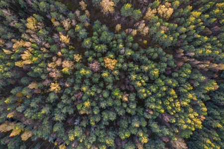 Directly above aerial drone full frame shot of green emerald pine forests and yellow foliage groves...