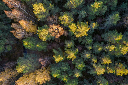 Directly above aerial drone full frame shot of green emerald pine forests and yellow foliage groves...