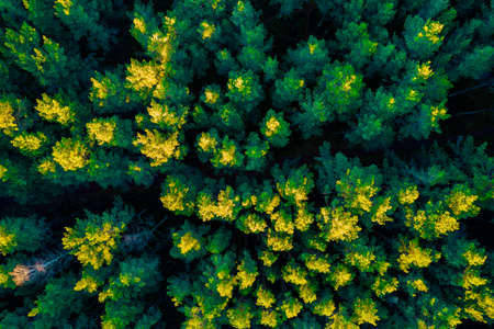 Directly above aerial drone full frame shot of green emerald pine forests and yellow foliage groves with beautiful texture of treetops. Beautiful fall season scenery. Mountains in autumn golden colorsの写真素材