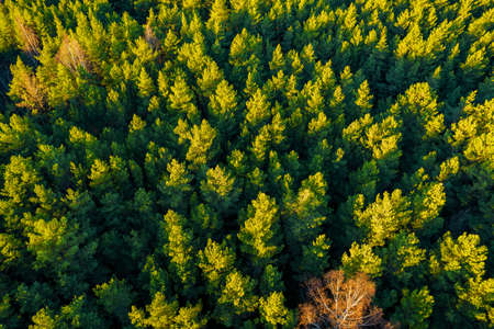 Directly above aerial drone full frame shot of green emerald pine forests and yellow foliage groves...
