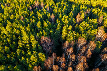 Directly above aerial drone full frame shot of green emerald pine forests and yellow foliage groves...