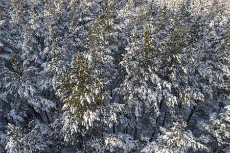 Aerial view of frosty white winter pine forests and birch groves covered with hoarfrost and snow....