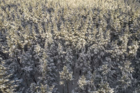 Aerial view of frosty white winter pine forests and birch groves covered with hoarfrost and snow....