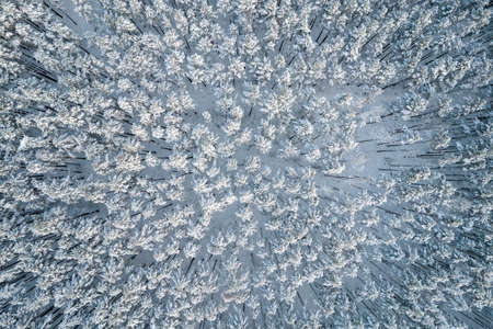 Aerial view of frosty white winter pine forests and birch groves covered with hoarfrost and snow. Drone photo of high trees in mountains at winter time. Christmas theme background. Idyllic landscapeの写真素材