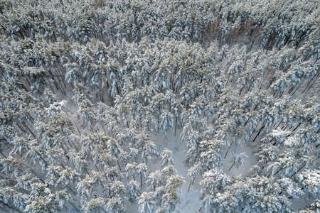 Aerial view of frosty white winter pine forests and birch groves covered with hoarfrost and snow....