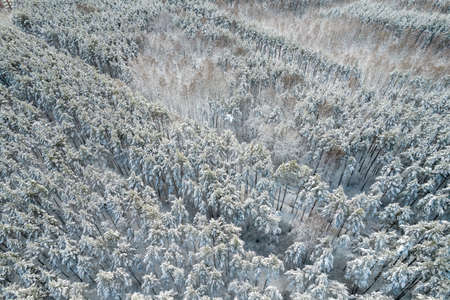 Aerial view of frosty white winter pine forests and birch groves covered with hoarfrost and snow. Drone photo of high trees in mountains at winter time. Christmas theme background. Idyllic landscapeの写真素材