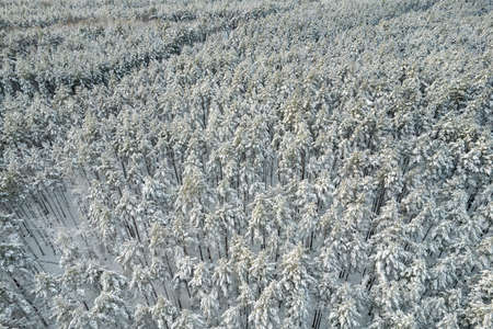 Aerial view of frosty white winter pine forests and birch groves covered with hoarfrost and snow. Drone photo of high trees in mountains at winter time. Christmas theme background. Idyllic landscapeの写真素材