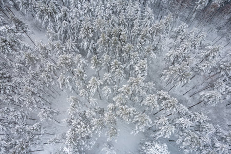 Aerial view of frosty white winter pine forests and birch groves covered with hoarfrost and snow. Drone photo of high trees in mountains at winter time. Christmas theme background. Idyllic landscapeの写真素材