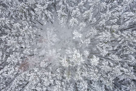 Aerial view of frosty white winter pine forests and birch groves covered with hoarfrost and snow. Drone photo of high trees in mountains at winter time. Christmas theme background. Idyllic landscapeの写真素材