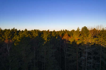 Drone aerial shot of green pine forests and spring birch groves with beautiful texture of golden...