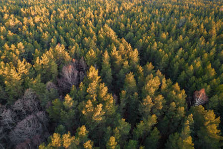 Drone aerial shot of green pine forests and spring birch groves with beautiful texture of golden...