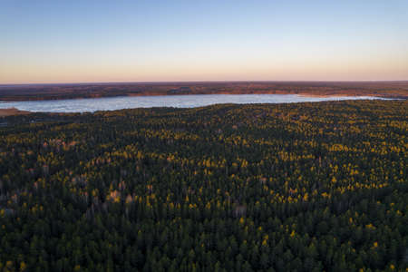Drone aerial shot of green pine forests and spring birch groves with beautiful texture of golden...