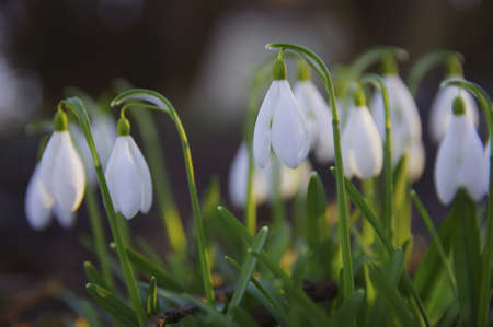 Close-up of fresh snowdrops, galanthus nivalis, first spring flowers blooming in the forest in...