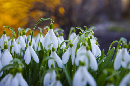 Close-up of fresh snowdrops, galanthus nivalis, first spring flowers blooming in the forest in golden hour. Wildflowers blossom in the morning or evening sunlight. Easter topic, spring symbolの写真素材
