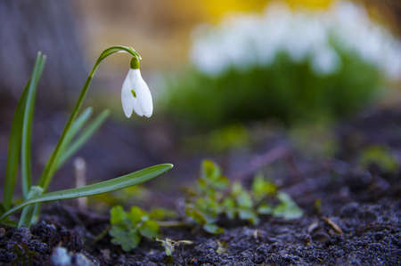 Close-up of fresh snowdrops, galanthus nivalis, first spring flowers blooming in the forest in...