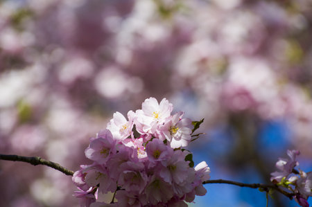 Beautiful cherry blossoms in park. Close-up of sakura tree full in blooming pink flowers in spring...