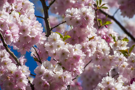 Beautiful cherry blossoms in park. Close-up of sakura tree full in blooming pink flowers in spring...