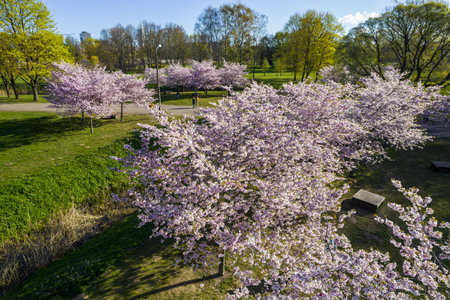 Aerial view of beautiful cherry blossoms in park. Drone photo of sakura trees full in blooming pink flowers in spring in picturesque garden. Branches of the tree over sunny blue sky. Floral patternの写真素材