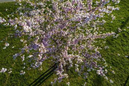 Aerial view of beautiful cherry blossoms in park. Drone photo of sakura trees full in blooming pink flowers in spring in picturesque garden. Branches of the tree over sunny blue sky. Floral patternの写真素材