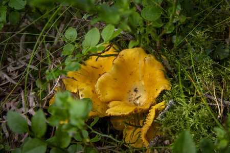 Close up of wavy fresh golden chanterelles in moss wood dirt in forest vegetation. Group of yellow cap edible mushrooms growing among trees in Sweden. Nature scenery of autumn ground, outdoor natureの写真素材