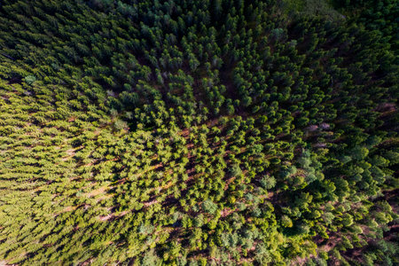 Drone aerial shot of green pine forests and spring birch groves with beautiful texture of golden...