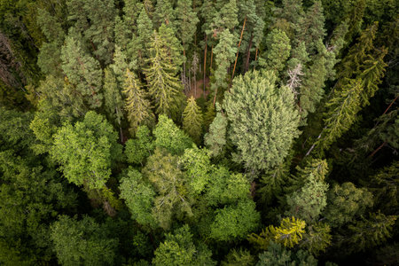 Drone aerial shot of green pine forests and spring birch groves with beautiful texture of golden...