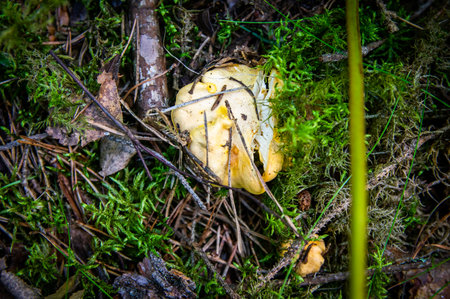 Close up of wavy fresh golden chanterelles in moss wood dirt in forest vegetation. Group of yellow cap edible mushrooms growing among trees in Sweden. Nature scenery of autumn ground, outdoor natureの写真素材