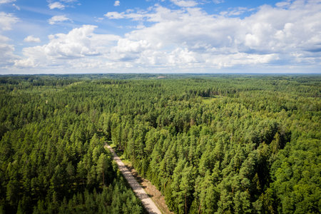 Aerial view from drone of concrete road leading through spring dense forests and groves in yellow...