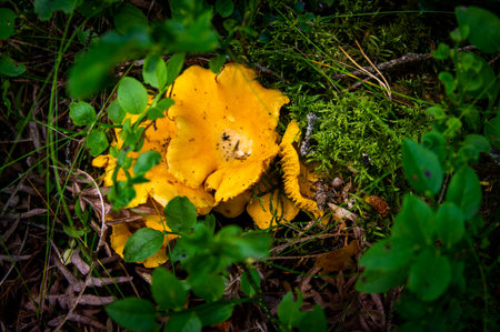 Close up of wavy fresh golden chanterelles in moss wood dirt in forest vegetation. Group of yellow cap edible mushrooms growing among trees in Sweden. Nature scenery of autumn ground, outdoor natureの写真素材