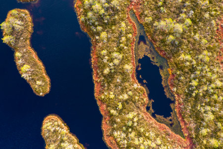 A drone photo of expansive summer swamps with winding streams, tall reeds and grasses, and green and...