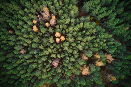 Above aerial shot of green pine forests and yellow foliage groves with beautiful texture of golden treetops. Beautiful fall season scenery in evening. Mountains in autumn colors in golden timeの写真素材