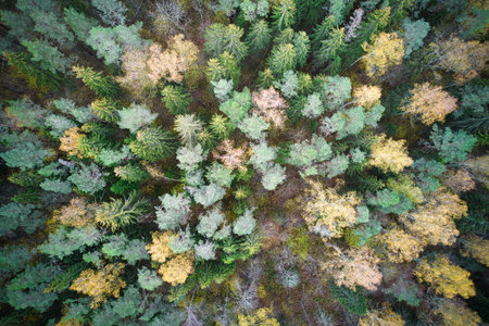 Above aerial shot of green pine forests and yellow foliage groves with beautiful texture of golden...