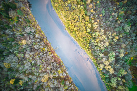 Above aerial shot of green pine forests and yellow foliage groves with beautiful texture of golden...